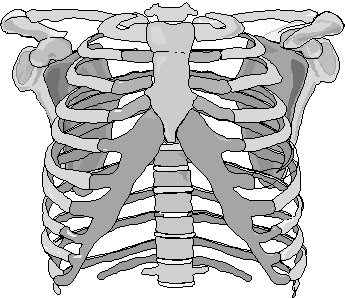 thoraxbogen